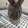 急募！引き取って下さい サムネイル2