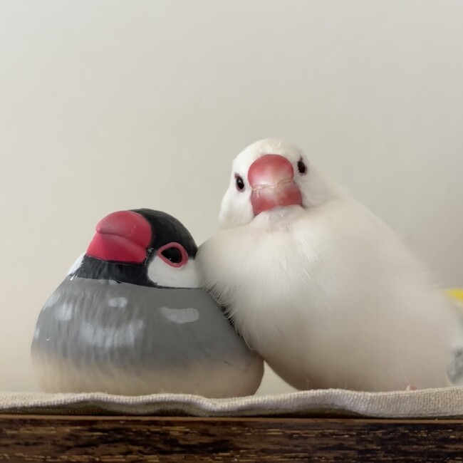 やまとまきのカバー写真