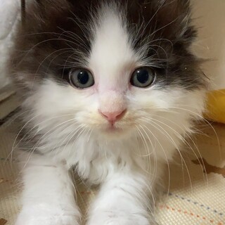 長毛美人3姉妹のひびきちゃん