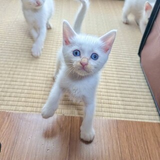 生後１ヶ月くらいブルーアイの白猫です