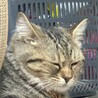 東十条ねこ