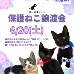 ★猫の未来とびら譲渡会★東銀座徒歩2分★東劇隣