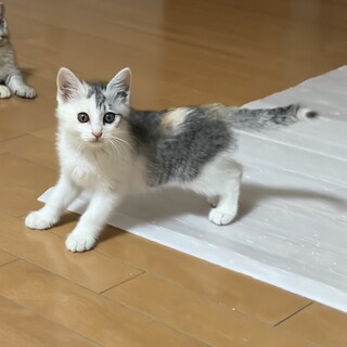 子猫の里親募集