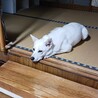 いしやまだ