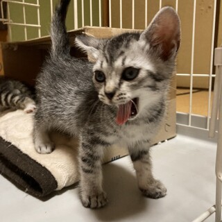 子猫の保護猫里親募集情報 :: ペットのおうち【里親決定30万頭！】