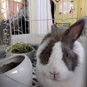 大福もふ