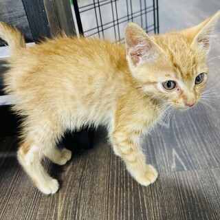 茶トラの保護猫里親募集情報 :: ペットのおうち【里親決定30万頭！】