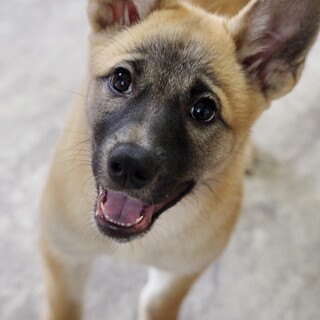 やんちゃな元野犬の女の子