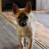 やんちゃな元野犬の女の子 サムネイル2