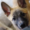 やんちゃな元野犬の女の子 サムネイル3