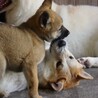 やんちゃな元野犬の女の子 サムネイル4