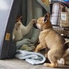 やんちゃな元野犬の女の子 サムネイル5