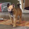 やんちゃな元野犬の女の子 サムネイル6