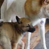 やんちゃな元野犬の女の子 サムネイル7