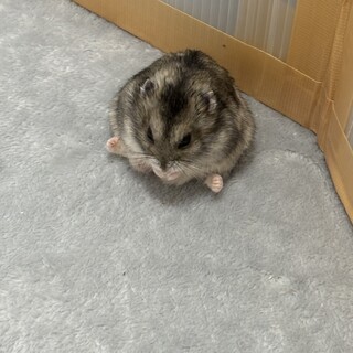 ジャンガリアンハムスター里親募集