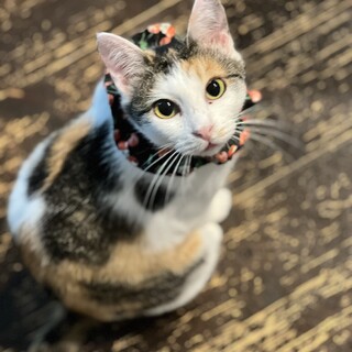 永遠のこねこちゃん♡とっっても可愛い
