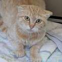 【丸々おめめ】頑張ったチャトラちゃん