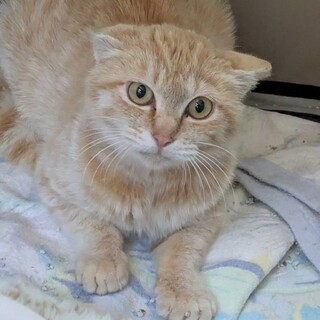 【丸々おめめ】頑張ったチャトラちゃん