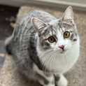 ウサギしっぽのリラちゃん