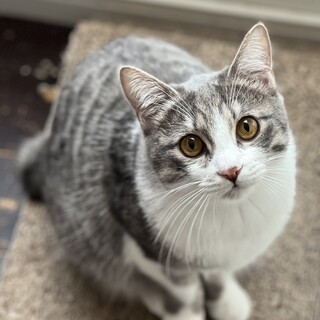 グレーハチワレの保護猫里親募集情報 :: ペットのおうち【里親決定30万