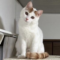 わらび