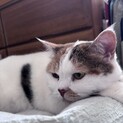 ココちゃん／落ち着いた大人猫です