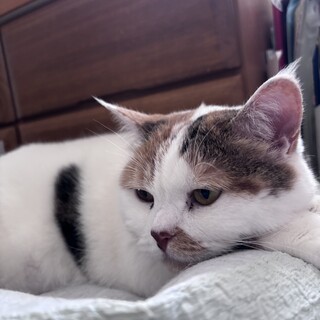 ココちゃん／落ち着いた大人猫です