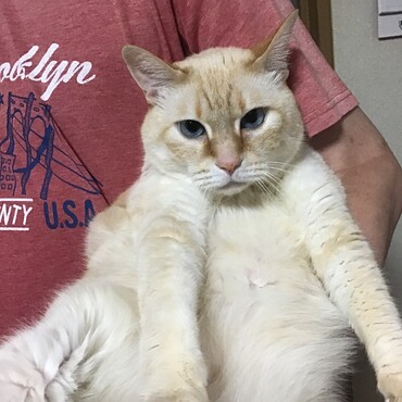 トムキャット、まだまだ若いぞ！