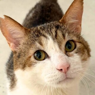 5歳ヒマラヤン（オス）」東京都 - 猫の里親募集(22166) 6枚目の画像