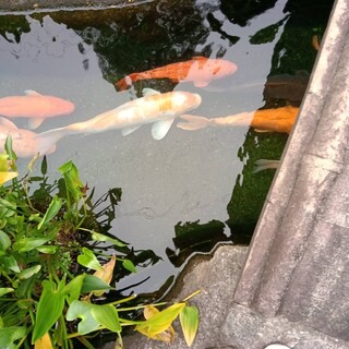 美しい錦鯉1匹～20匹、里親様募集中☆
