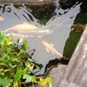 美しい錦鯉1匹～20匹、里親様募集中☆ サムネイル2