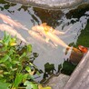 美しい錦鯉1匹～20匹、里親様募集中☆ サムネイル3