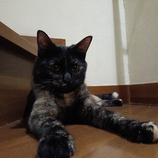 サビ猫ちゃん女の子。1歳くらいだと思われます
