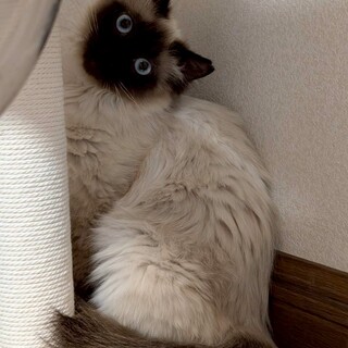 見つめる瞬間 心がほどけちゃう♥さくらこ