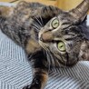 のんのん：ダイナマイトボディ！＊トライアル中 サムネイル3