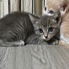 チャップスちゃん サムネイル2