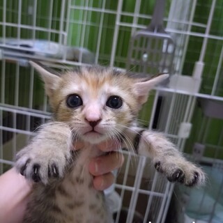 なつき