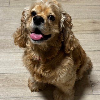 アメリカン・コッカー・スパニエル × 岐阜県が募集対象」保護犬の里親