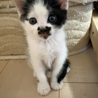 ５月４日生まれ・保護猫が出産。人慣れ､トイレOK