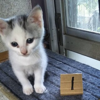 父の家で生まれました、子猫3匹