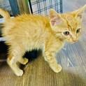 大人しい茶トラくん1ヶ月半