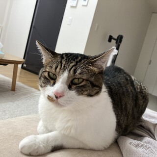 猫3歳の里親募集します(九州)