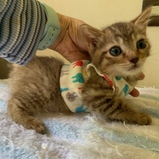 可愛いパステルキジトラ ゼットン君２ヶ月