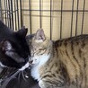 母猫　空（ソラ）ちゃん サムネイル2