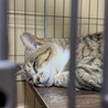 母猫　空（ソラ）ちゃん サムネイル4