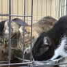 母猫　空（ソラ）ちゃん サムネイル5