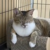 母猫　空（ソラ）ちゃん サムネイル6