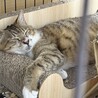母猫　空（ソラ）ちゃん サムネイル7