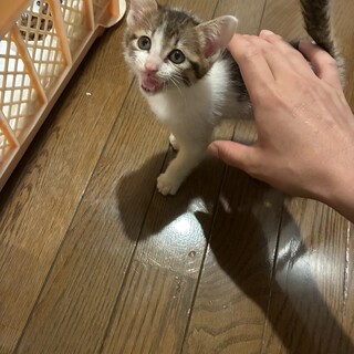 元気いっぱい！人懐っこい白キジの子猫