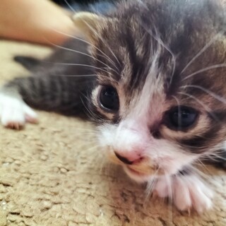 生後まもない子猫です 離乳してないです！